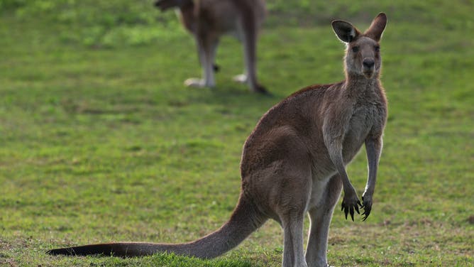 Kangaroos are the largest marsupial surviving on earth today. They are well known for their style of movement; hopping on their hind legs whilst using their large, muscular tail for balance. These Kangaroos are having a late afternoon snack before dusk. Gold Coast, Queensland, Australia. Wednesday 21st May 2014.