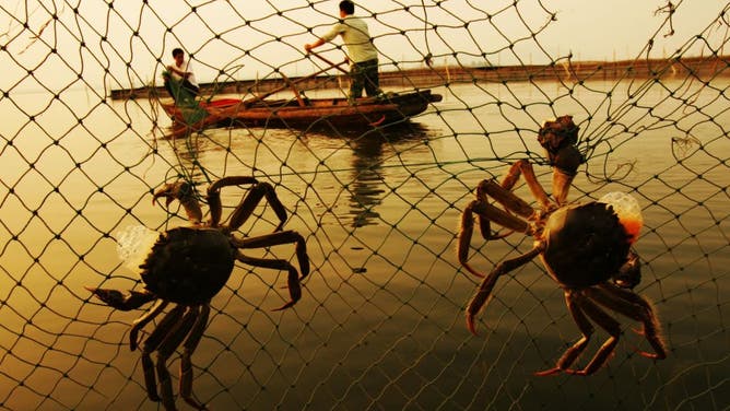 Workers Harvest Crabs In Wuhan