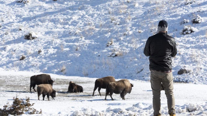 YELLOWSTONE NATIONAL PARK, WY - JANUARY 21:A visitor watches bsion at Mammoth Hot Springs in Yellowstone National Park during the government shutdown. Visitors are allowed to enter the park with the understanding that there are no government services due to the government shutdown.