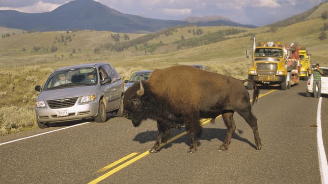 Yellowstone National Park, North America, Summer, American bison.