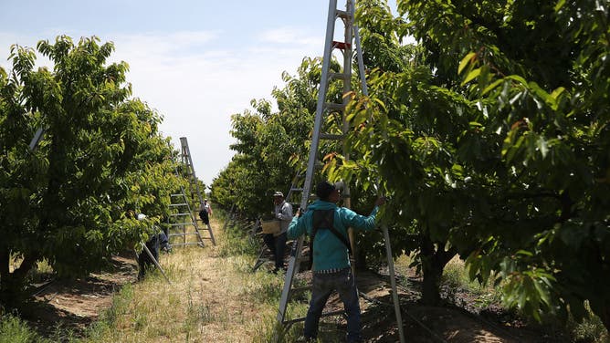 California's Sweet Cherry Harvest Expected To Be Less Than Half Of Last Year's Total, Due To Poor Weather Conditions