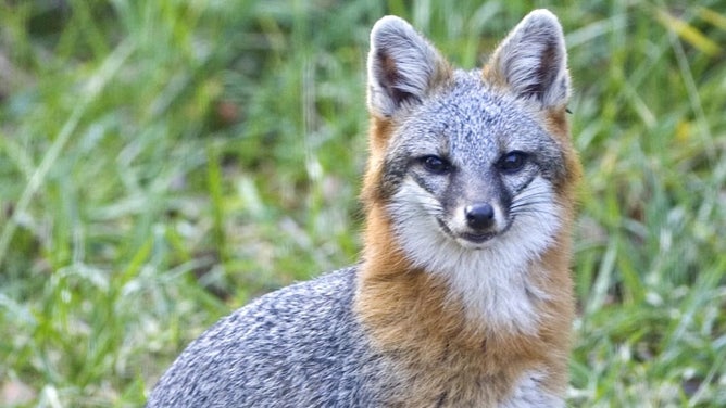 FILE: Gray fox in North Carolina.