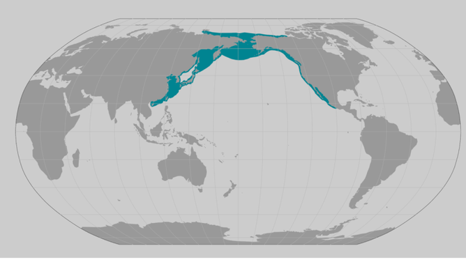 Gray whale population map