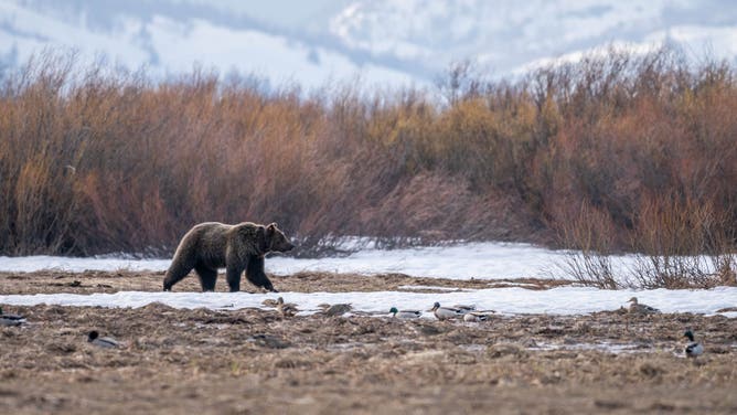 Grizzly bear in Grand Tetons National Park.