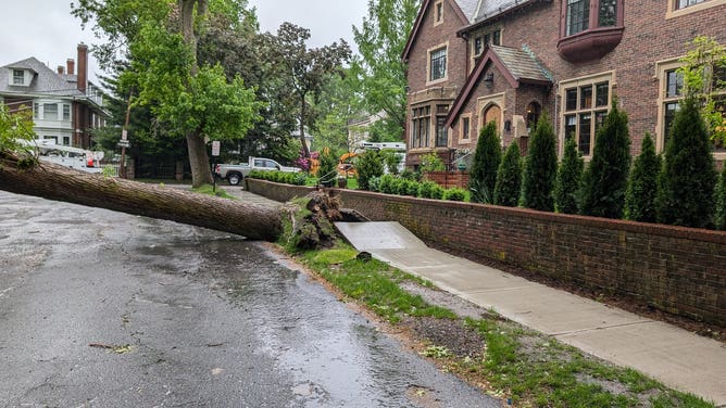 A tree fell onto a road in Brookline, MA on Thursday.