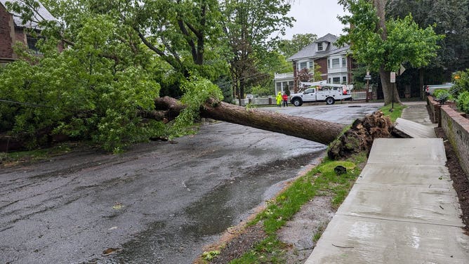 A tree fell onto a road in Brookline, MA on Thursday.