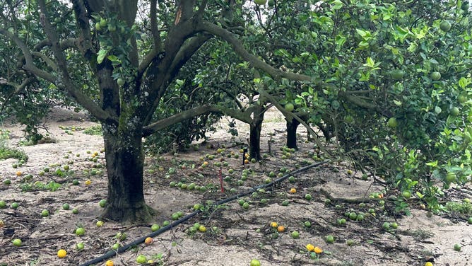 Oranges fell to the ground due to powerful winds from Hurricane Milton in 2024.