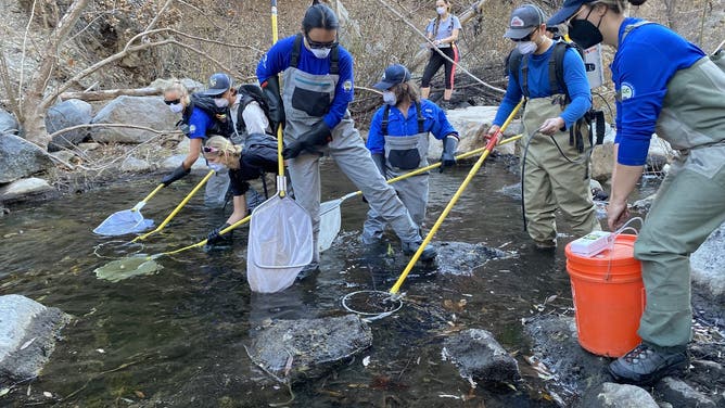 Gathering Southern California steelhead trout from Topanga Creek after the Palisades Fire.