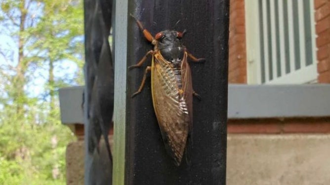 Cicada in Knoxville, Tennessee.