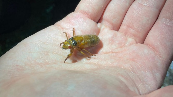 Cicada in northern Georgia.