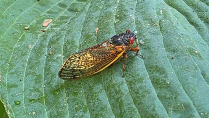 Cicada around Asheville, North Carolina.