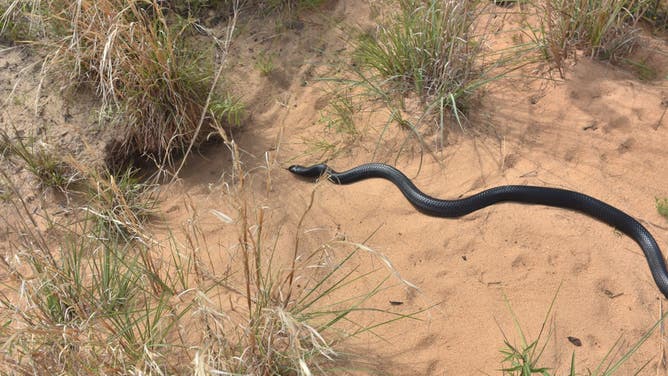 Eastern indigo snake released into the preserve.