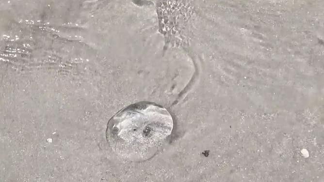 Jellyfish spotted on Daytona Beach in Florida.