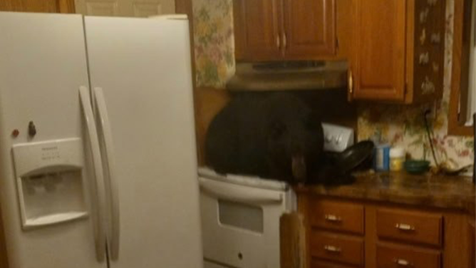 This photo shows a bear hanging out on a stove of a Kentucky home after it crashed through the roof on May 21, 2025.