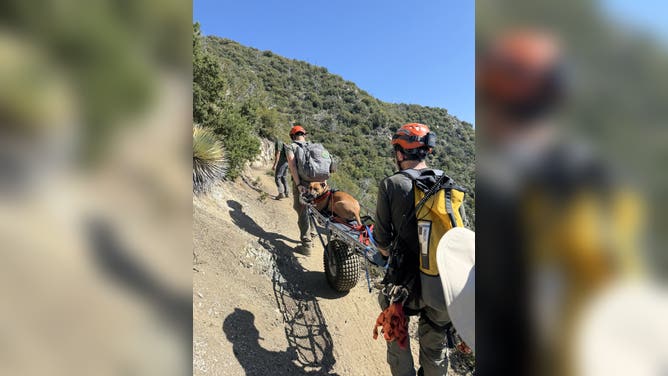 Lulu the dog was wheeled out to safety.
