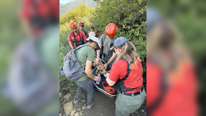 Montrose Search & Rescue help cool Lulu the dog down before taking her off the trail.