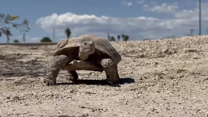 South Nevada’s weather prognosticator, Mojave Max, made his latest-ever emergence from his den on Thursday.