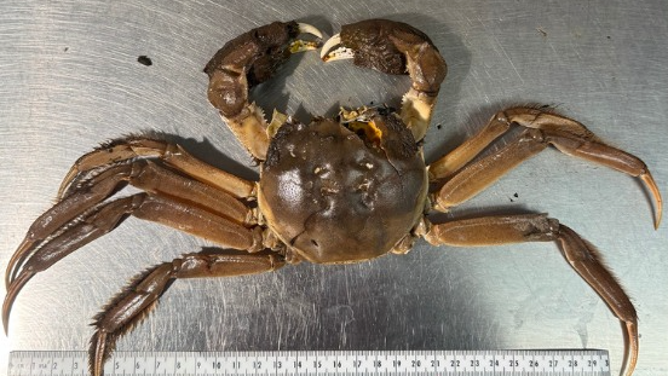 Chinese mitten crab