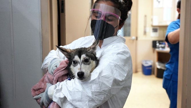 The San Diego Humane Society deployed its teams Thursday morning to the Murphy Canyon neighborhood after a deadly plane crash, providing critical support for animals impacted by the disaster.