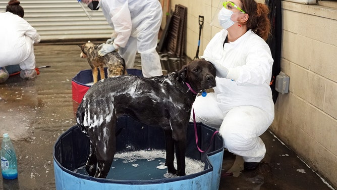 The San Diego Humane Society deployed its teams Thursday morning to the Murphy Canyon neighborhood after a deadly plane crash, providing critical support for animals impacted by the disaster.