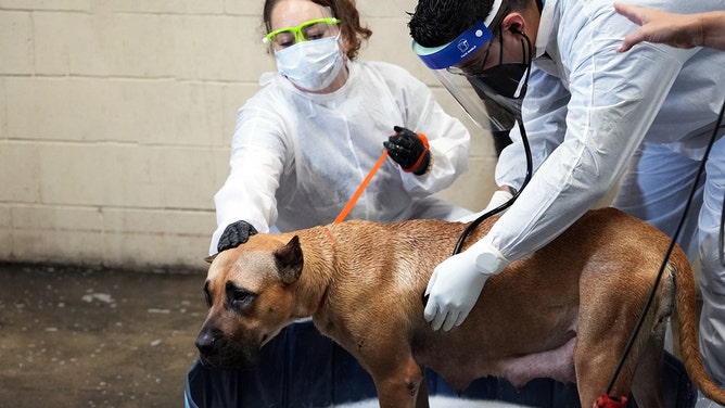 The San Diego Humane Society deployed its teams Thursday morning to the Murphy Canyon neighborhood after a deadly plane crash, providing critical support for animals impacted by the disaster.