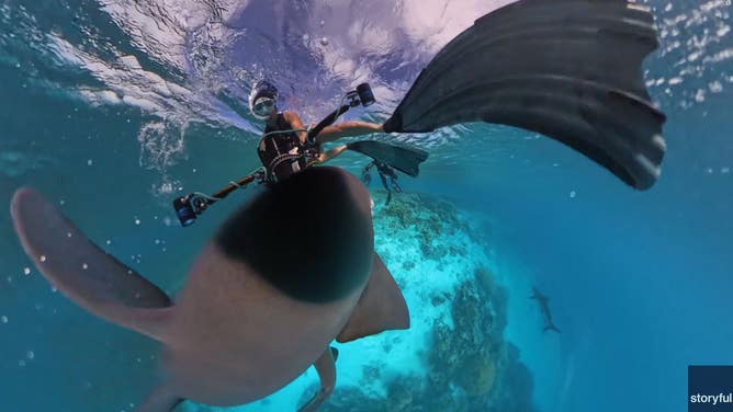 Shark attacks underwater camera in Australia