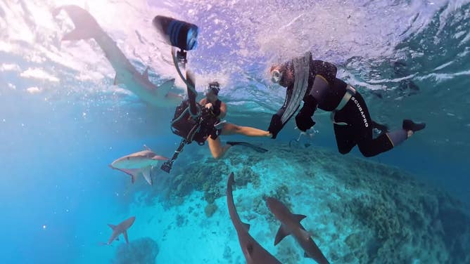 Sharks think an underwater camera is food, frightening a diver in the Coral Sea.
