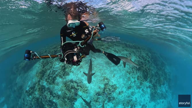 A group of shraks swim beneath two divers in the Coral Sea.