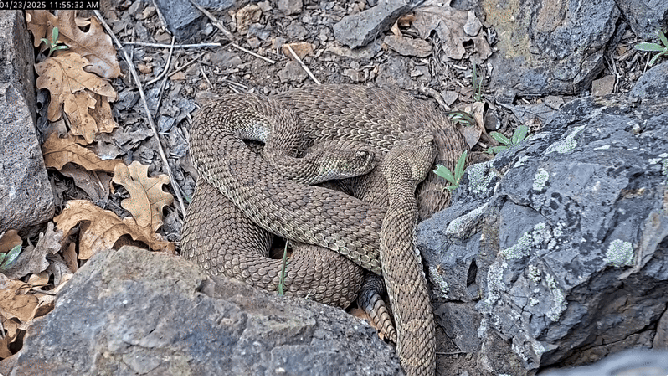 Two rattlesnakes in Colorado.