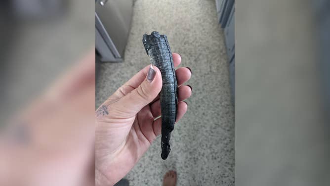 Part of a sperm whale tooth found by Kristina Scott in Florida.