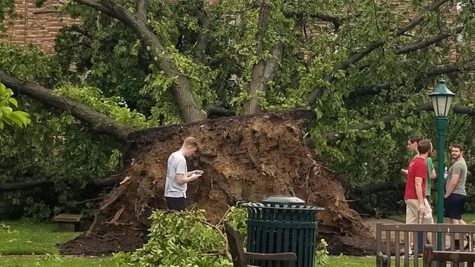 An uprooted tree is seen in Clayton, Missouri, near St. Louis, on May 16, 2025.