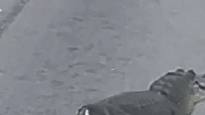 A tailless alligator was seen slowly waddling across a road in southern Louisiana on Monday, May 19, as onlookers watched in disbelief, footage shows.