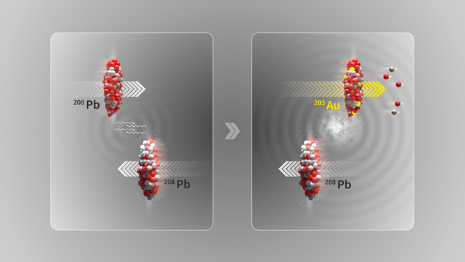 An illustration of an ultra-peripheral collision where the two lead (208Pb) ion beams at the LHC pass by close to each other without colliding. In the electromagnetic dissociation process, a photon interacting with a nucleus can excite oscillations of its internal structure and result in the ejection of small numbers of neutrons (two) and protons (three), leaving the gold (203Au) nucleus behind.