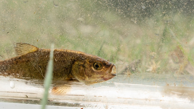 Fish Lake Valley tui chub