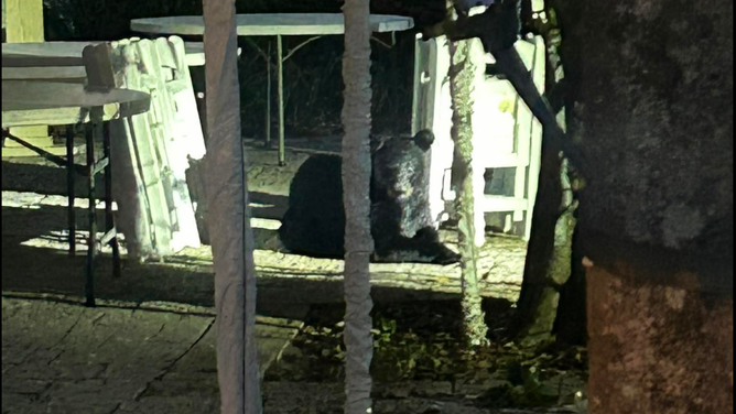 Bear spotted in St. Augustine, Florida on 5/6/2025