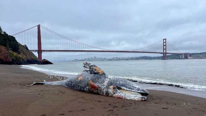 An alarming number of gray whale deaths have been reported around the San Francisco Bay Area this year, with six carcasses discovered over the past week alone.