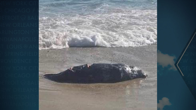 A deceased seal seen May 11, 2025, with a white shark bite on Nantucket, Massachusetts.