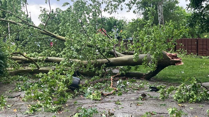 Trees down at the St. Louis Zoo after the May 16, 2025 storm.