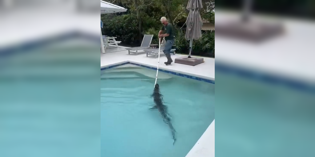 See it: Alligator found lounging at bottom Florida pool removed by trapper