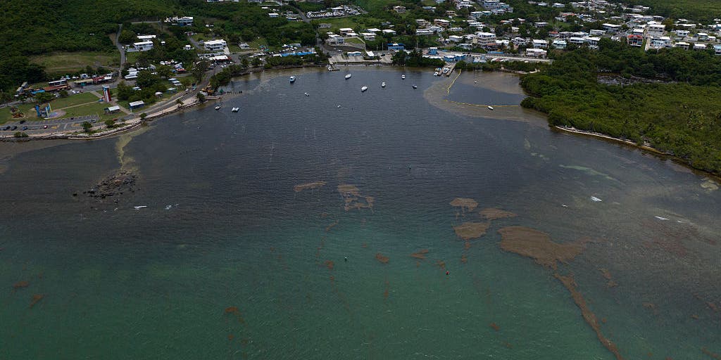 Seaweed overruns some Caribbean beaches as Sargassum hits record levels