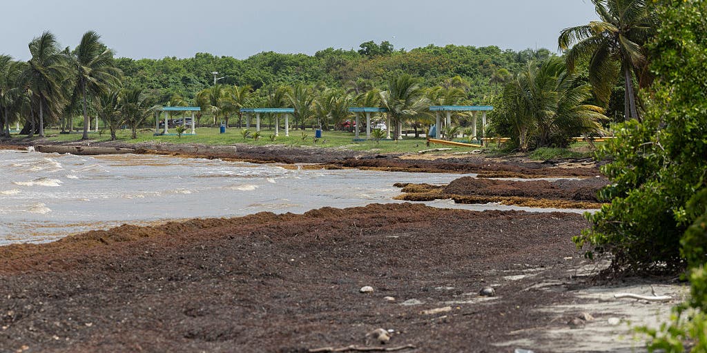Sargassum Seaweed Crisis Hits Record Highs Across Caribbean and Atlantic