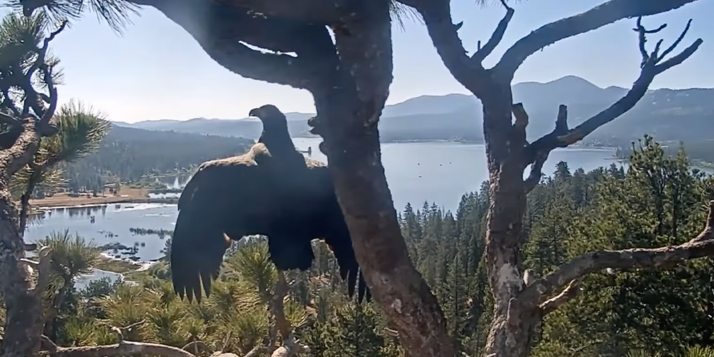 Bald eagles Jackie and Shadow are 'empty nesters' after Gizmo