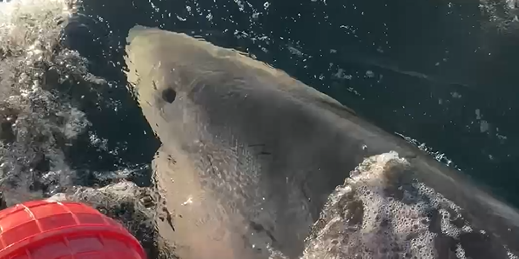 Largest male great white shark ever recorded in the Atlantic emerges off the North Carolina coast