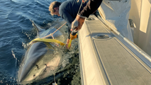 Largest male great white shark ever recorded spotted near famous vacation hotspot