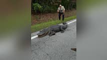 Massive 400 pound alligator 'detained' by North Carolina deputies for 'scaly intentions'