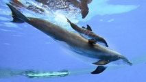 Dolphin calf whose birth video went viral dies at Chicago zoo after just 4 days: 'His impact was profound'