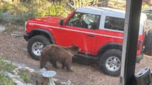 Mother bear euthanized after attacking woman asleep in locked camper at California state park
