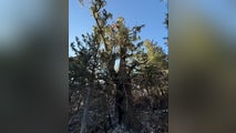 Lightning caused nearly 9,000-acre Forsyth Fire in Utah, officials say