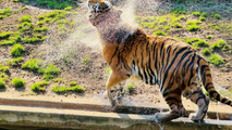 Watch: How zoo animals stayed cool during the summer heat dome