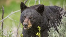 Watch: 500-pound bear found squatting, living 'rent-free' in California home